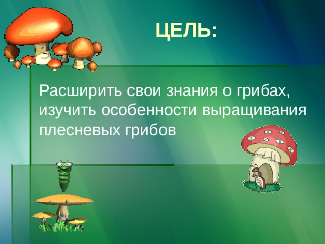 Цель: Расширить свои знания о грибах, изучить особенности выращивания плесневых грибов 