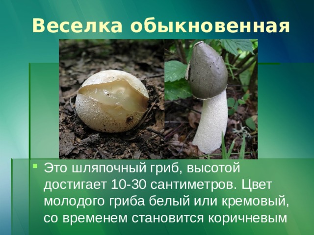 Веселка обыкновенная Это шляпочный гриб, высотой достигает 10-30 сантиметров. Цвет молодого гриба белый или кремовый, со временем становится коричневым 