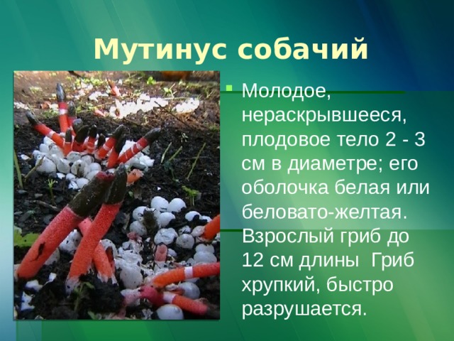 Мутинус собачий Молодое, нераскрывшееся, плодовое тело 2 - 3 см в диаметре; его оболочка белая или беловато-желтая. Взрослый гриб до 12 см длины Гриб хрупкий, быстро разрушается. 