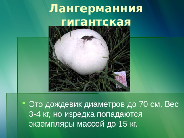 Лангерманния гигантская Это дождевик диаметров до 70 см. Вес 3-4 кг, но изредка попадаются экземпляры массой до 15 кг. 