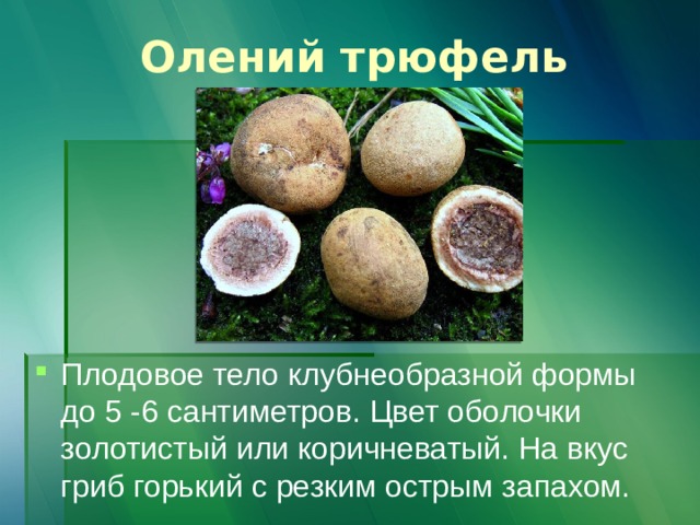 Олений трюфель Плодовое тело клубнеобразной формы до 5 -6 сантиметров. Цвет оболочки золотистый или коричневатый. На вкус гриб горький с резким острым запахом. 