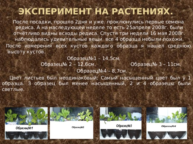 Эксперимент на растениях. После посадки, прошло 2дня и уже. проклюнулись первые семена редиса. А на наследующей неделе то есть 25апреля 2008г. были отчётливо видны всходы редиса. Спустя три недели 16 мая 2008г. наблюдались удивительные вещи все 4 образца небыли похожи. После измерения всех кустов каждого образца я нашел среднюю высоту кустов.  Образец№1 – 14,5см.           Образец№ 2 – 12,6см.      Образец№ 3 – 11см.   Образец№4 – 8,7см.  Цвет листьев был неодинаковый; Самый насыщенный цвет был у 1 образца. 3 образец был менее насыщенный, 2 и 4 образецы были светлые.  