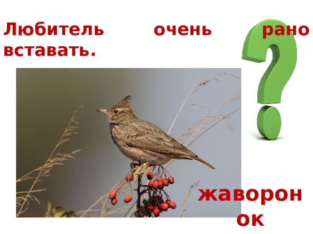 Любитель очень рано вставать. жаворонок 