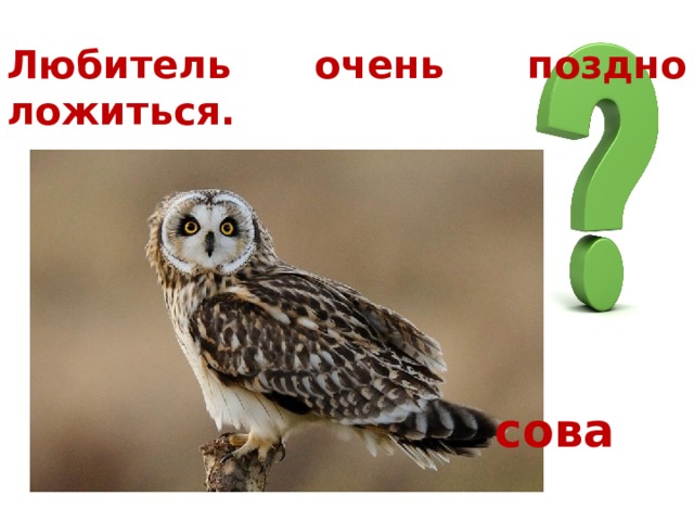 Любитель очень поздно ложиться. сова 