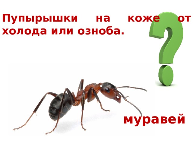 Пупырышки на коже от холода или озноба. муравей 