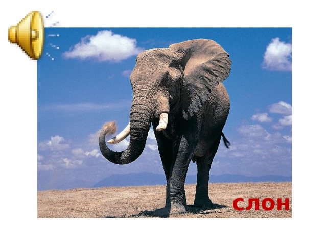 слон 