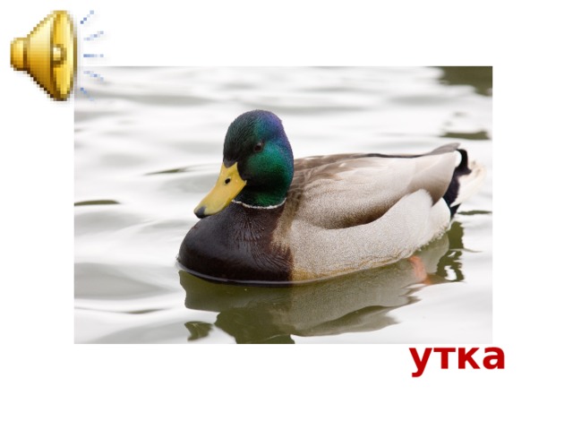 утка 