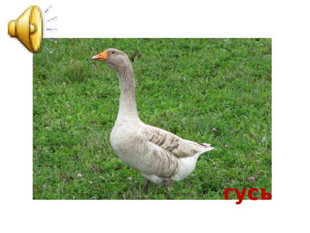 гусь 