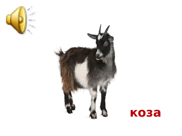 коза 