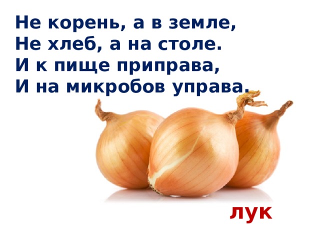 Не корень, а в земле,  Не хлеб, а на столе.  И к пище приправа,  И на микробов управа. лук 