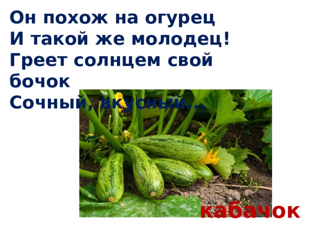 Он похож на огурец  И такой же молодец!  Греет солнцем свой бочок  Сочный, вкусный... кабачок 