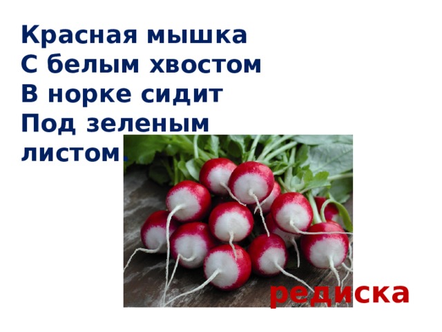 Красная мышка  С белым хвостом  В норке сидит  Под зеленым листом. редиска 