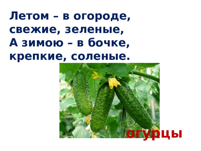 Летом – в огороде, свежие, зеленые,  А зимою – в бочке, крепкие, соленые. огурцы 