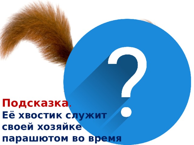 Подсказка . Её хвостик служит своей хозяйке парашютом во время прыжков.  