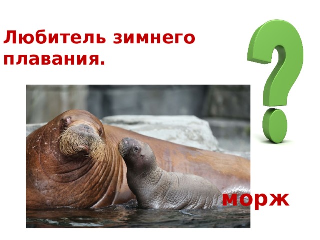 Любитель зимнего плавания. морж 