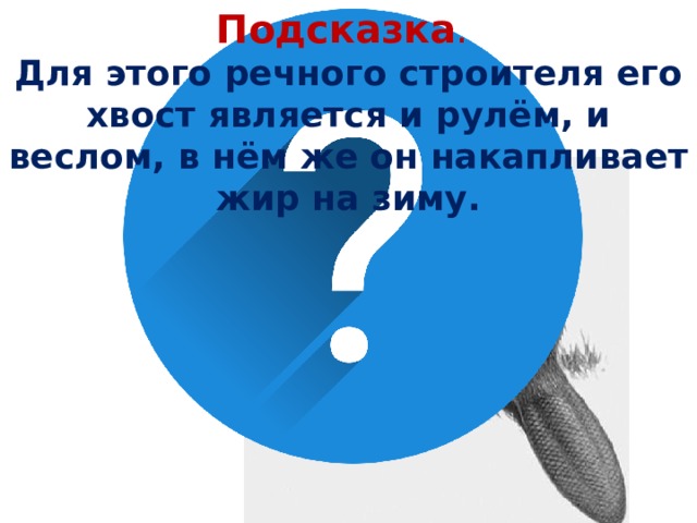 Подсказка . Для этого речного строителя его хвост является и рулём, и веслом, в нём же он накапливает жир на зиму.  