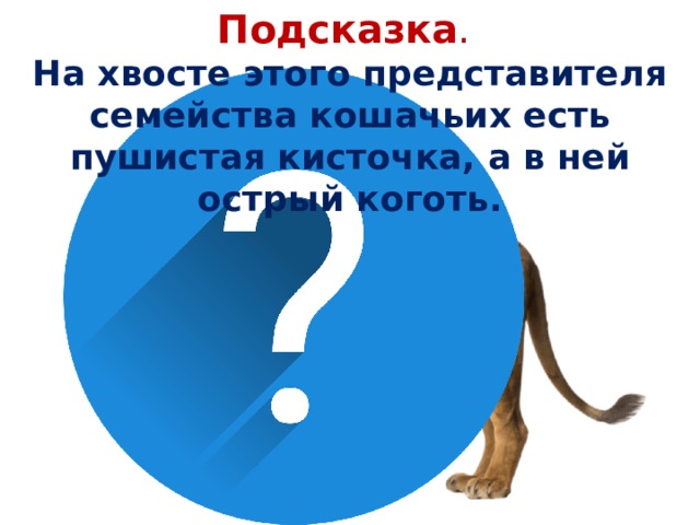 Подсказка . На хвосте этого представителя семейства кошачьих есть пушистая кисточка, а в ней острый коготь.  
