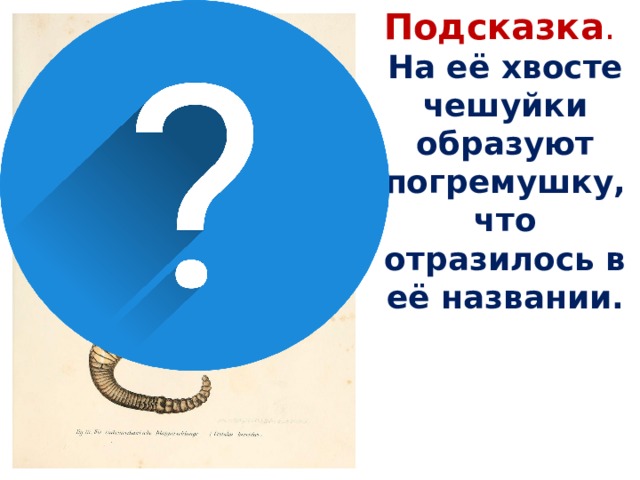 Подсказка . На её хвосте чешуйки образуют погремушку, что отразилось в её названии.  