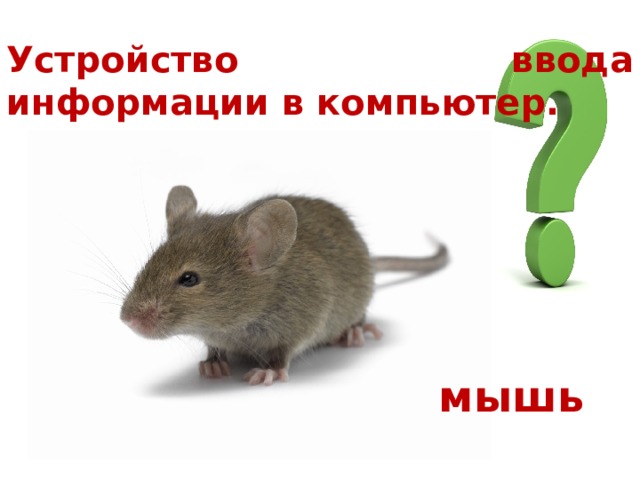 Устройство ввода информации в компьютер. мышь 