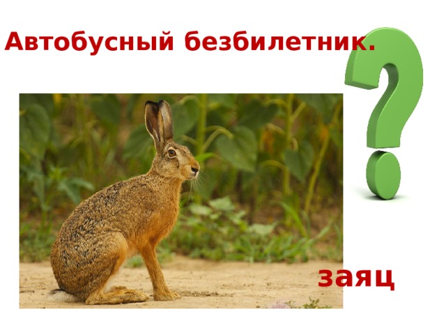 Автобусный безбилетник. заяц 