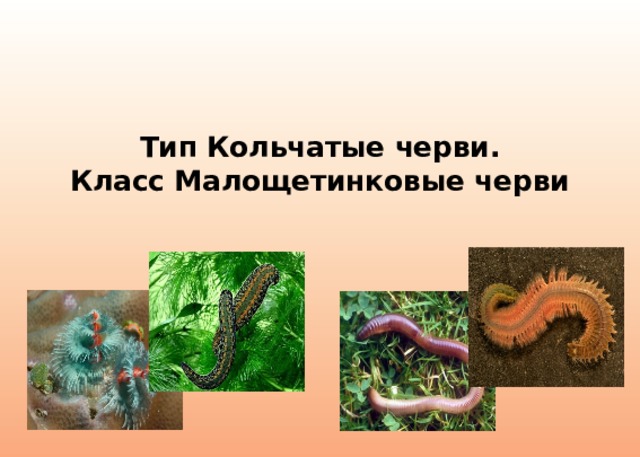 Тип Кольчатые черви.  Класс Малощетинковые черви 
