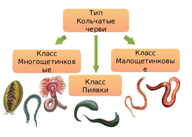 Тип Кольчатые черви Класс Малощетинковые Класс Многощетинковые Класс Пиявки 