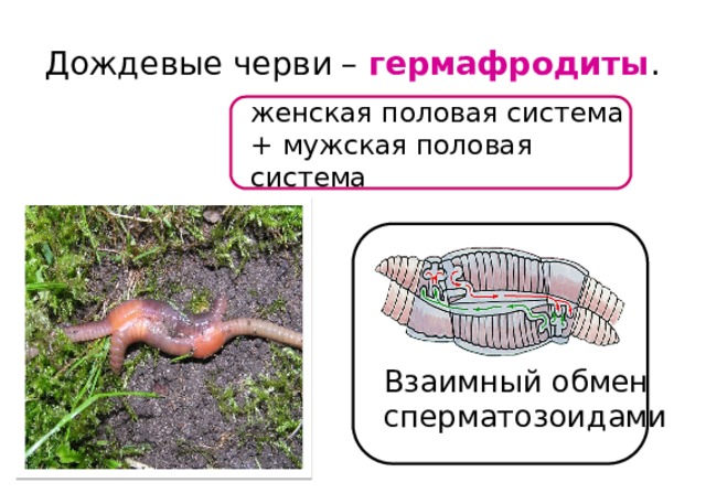 Дождевые черви – гермафродиты . женская половая система +  мужская половая система Взаимный обмен сперматозоидами 