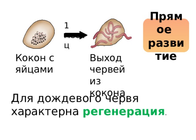 1 месяц Прямое развитие Кокон с яйцами Выход червей из кокона Для дождевого червя характерна регенерация . 
