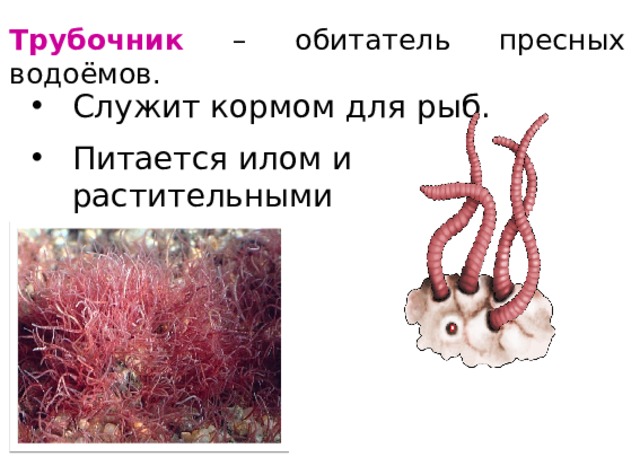Трубочник  – обитатель пресных водоёмов. Служит кормом для рыб. Питается илом и растительными остатками. 