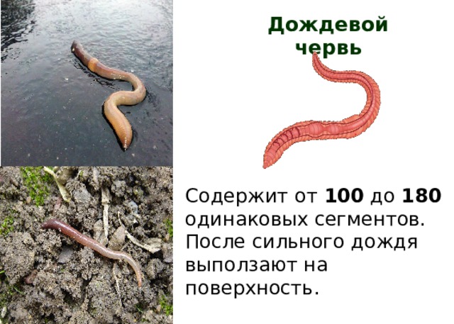 Дождевой червь Содержит от 100 до 180 одинаковых сегментов. После сильного дождя выползают на поверхность. 