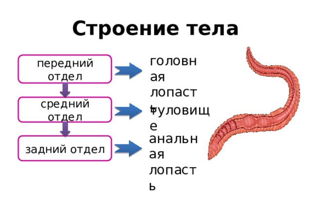 Строение тела головная лопасть передний отдел средний отдел туловище анальная лопасть задний отдел 