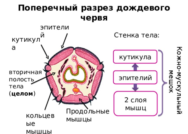 Кожно-мускульный мешок Поперечный разрез дождевого червя эпителий Стенка тела: кутикула кутикула вторичная полость тела ( целом ) эпителий 2 слоя мышц Продольные мышцы кольцевые мышцы 