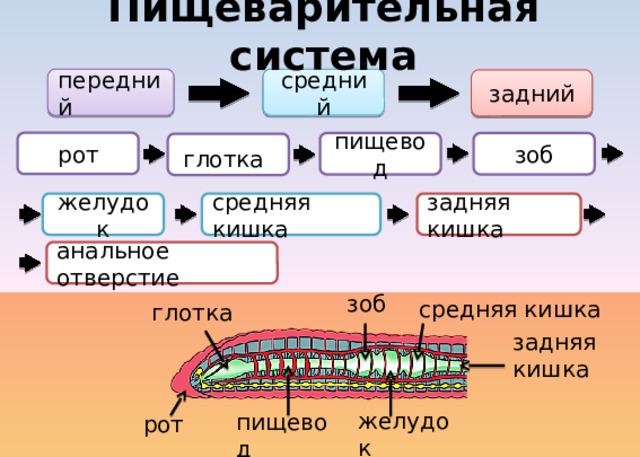 Пищеварительная система передний средний задний рот зоб пищевод глотка  желудок задняя кишка средняя кишка анальное отверстие зоб средняя кишка глотка задняя кишка желудок пищевод рот 