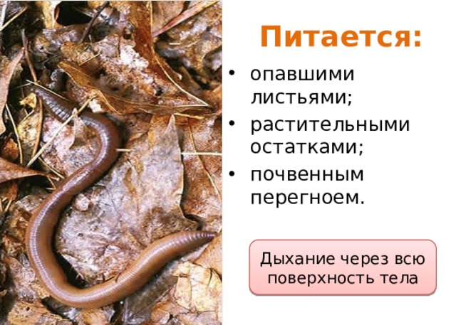 Питается: опавшими листьями; растительными остатками; почвенным перегноем. Дыхание через всю поверхность тела 