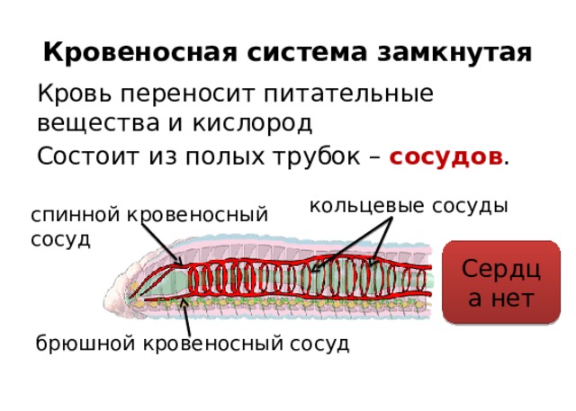 Кровеносная система замкнутая Кровь переносит питательные вещества и кислород Состоит из полых трубок – сосудов . кольцевые сосуды спинной кровеносный сосуд Сердца нет брюшной кровеносный сосуд 
