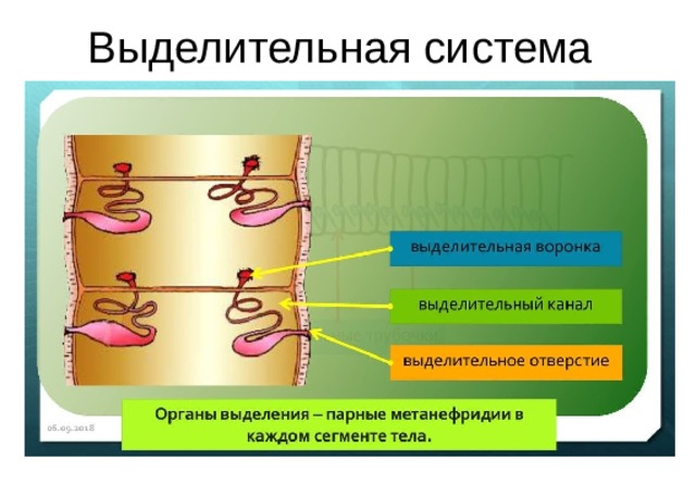 Выделительная система 