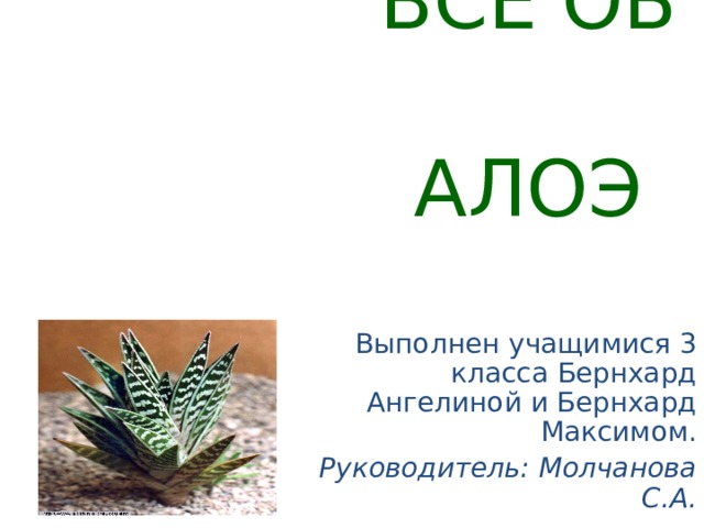 ВСЁ ОБ АЛОЭ Выполнен учащимися 3 класса Бернхард Ангелиной и Бернхард Максимом. Руководитель: Молчанова С.А.   