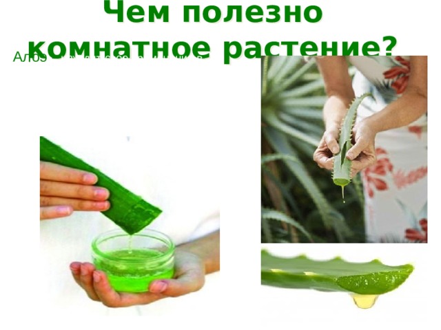 Чем полезно комнатное растение? Алоэ - находит свое применение в гомеопатии (заболевания желудка, кишечника). Толстые, мясистые листья содержат сок, который является целебным для кожи (применяется при лечении ран),в косметике (маски, мази), медицине(ожоги и др.)  