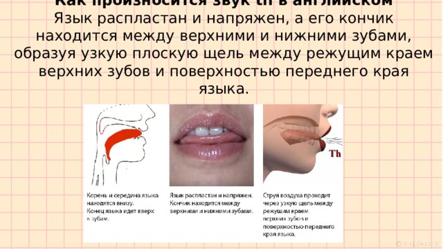 Как произносится звук th в английском  Язык распластан и напряжен, а его кончик находится между верхними и нижними зубами, образуя узкую плоскую щель между режущим краем верхних зубов и поверхностью переднего края языка. 