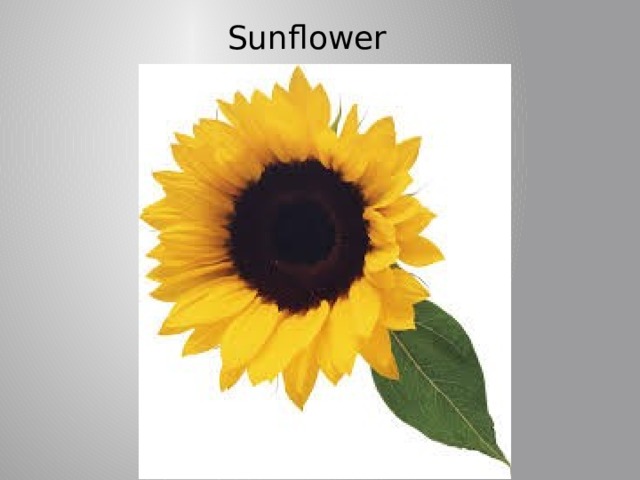 Sunflower 