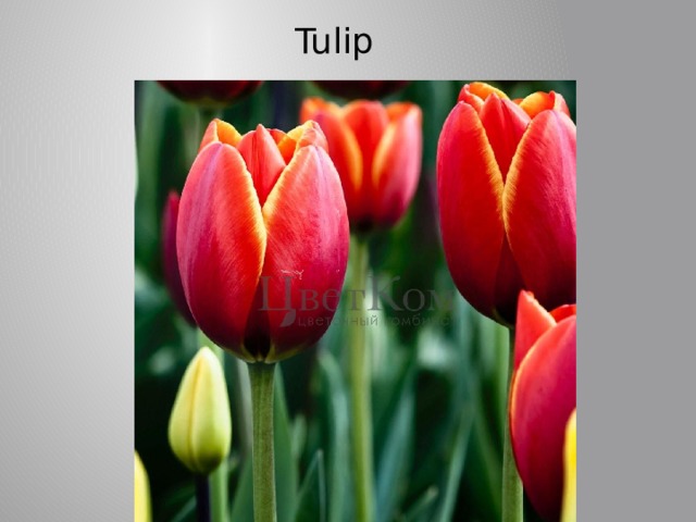Tulip 
