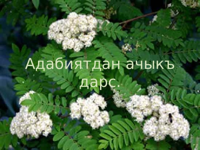 Адабиятдан ачыкъ дарс. 