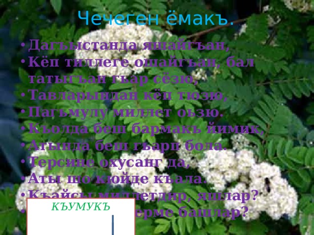 Чечеген ёмакъ. Дагъыстанда яшайгъан, Кёп тиллеге ошайгъан, бал татыгъан гьар сёзю, Тавларындан кёп тюзю, Пагьмулу миллет оьзю. Къолда беш бармакъ йимик, Атында беш гьарп бола. Терсине охусанг да, Аты шо кюйде къала. Къайсы миллетдир, яшлар? Ким жавап берме башлар?  Вагьит Атаев. КЪУМУКЪ 