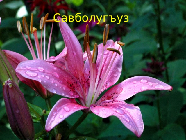Савболугъуз 