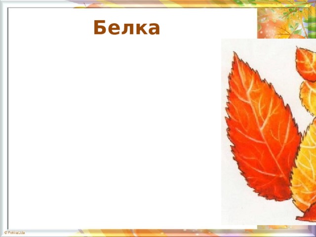 Белка  