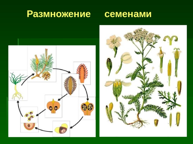 Размножение  семенами 
