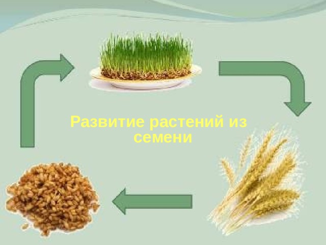 Развитие растений из семени 