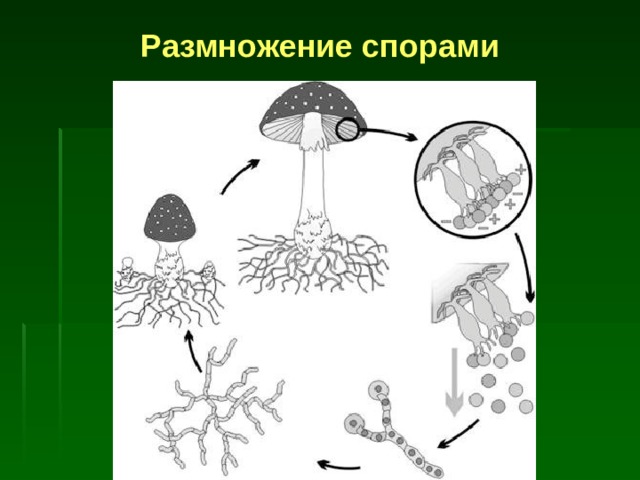 Размножение спорами 