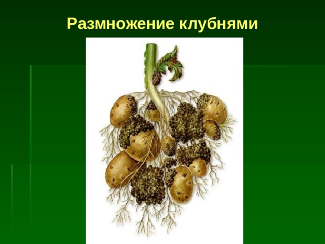 Размножение клубнями 