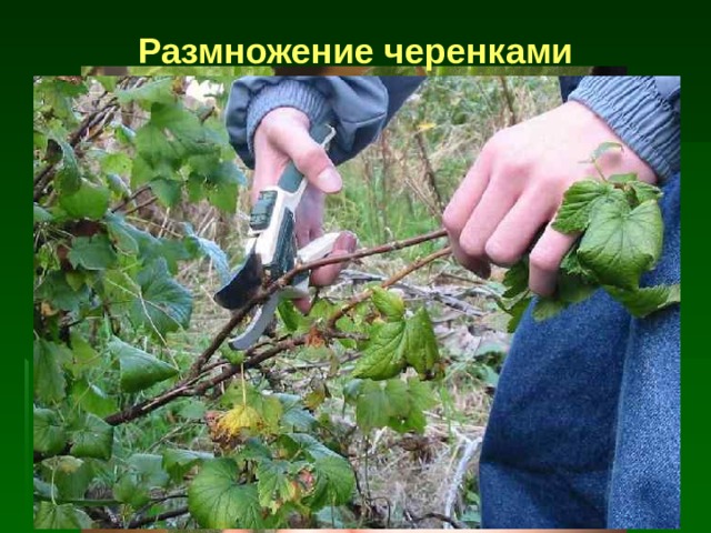 Размножение черенками 